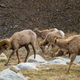 Illustration for article titled Found: California’s Lost Bighorn Sheep